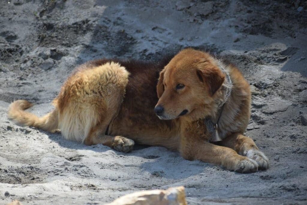 Discover the Ancient Guardians of the Himalayas: The Bakharwal Dogs - A ...